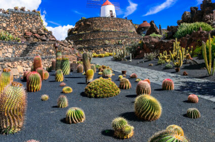Kaktusy wulkaniczne skały i biały wiatrak w Parku Kaktusów - Lanzarote z dzieckiem