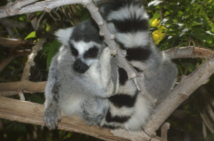 lemur w parku zwierząt - Teneryfa z dzieckiem