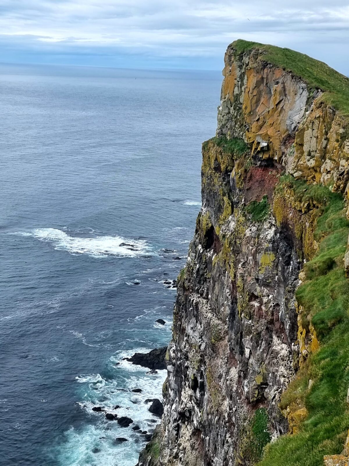 Klif Bjargtangar spieniony ocean gniazda ptasie na skale Westfjords - Islandia blisko natury