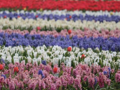Kolorowe kwiaty na polu kolo Keukenhof Holandia z dzieckiem